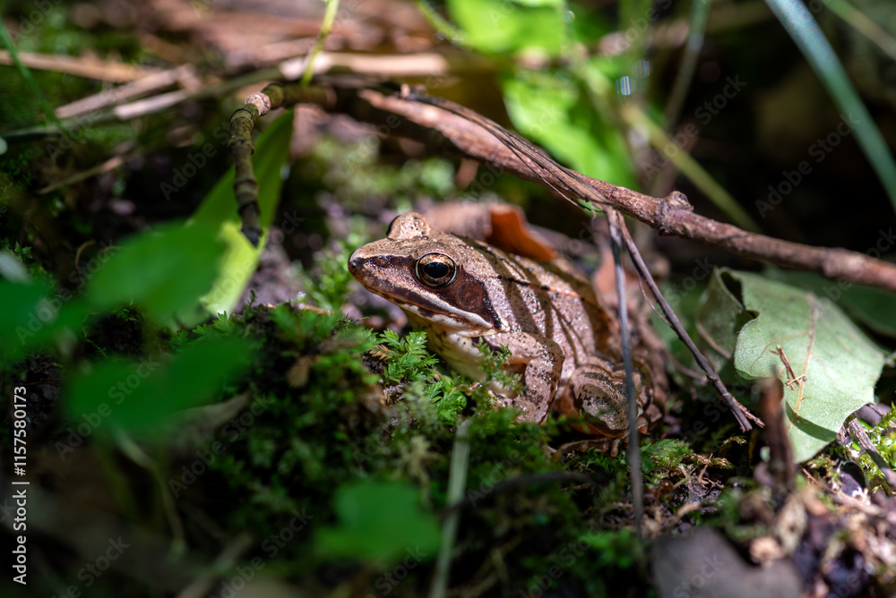 Agile frog sitting in the forest Agile frog sitting in the forest