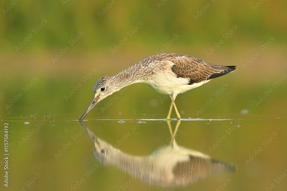 Obraz premium Common greenshank Trnga nebularia bird rain water in pond wetland wading shorebirds waders young nature wildlife cute darling, beautiful animal, lovely animal, ornithology, fauna wildlife Europe