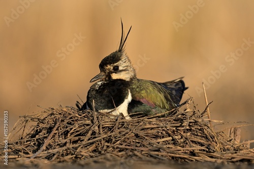 Northern lapwing Vanellus vanellus bird rain water in pond wetland wading shorebirds waders young nature wildlife cute darling, beautiful animal, lovely animal, ornithology, fauna wildlife Europe photo