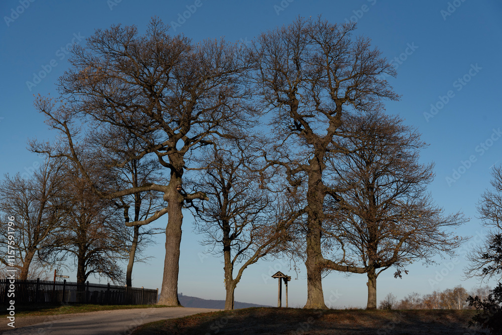 trees in the park