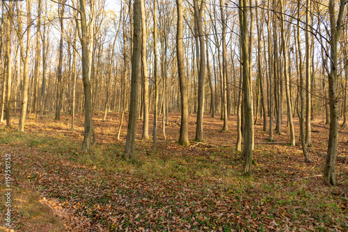 Obraz na płótnie autumn in the forest w salonie
