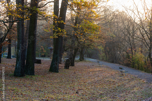Obraz na płótnie autumn in the park w salonie
