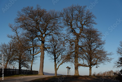 Wallpaper Mural trees in the park Torontodigital.ca