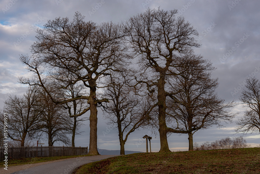 trees in the park