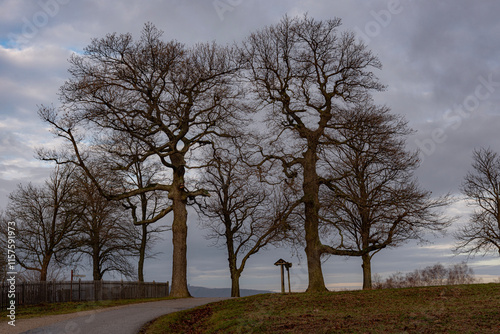 Obraz na płótnie trees in the park w salonie