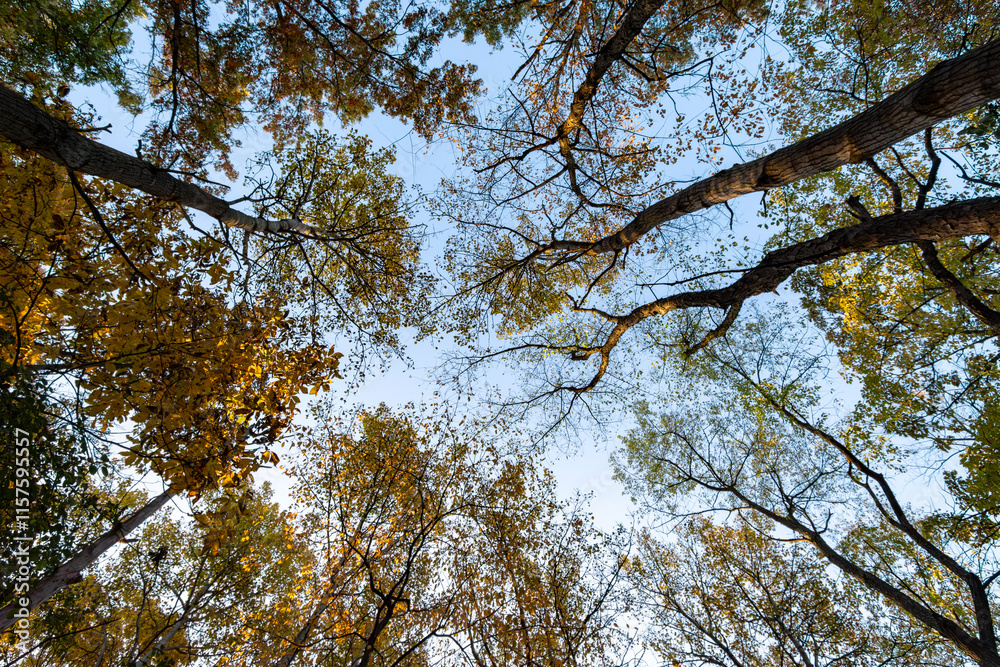Obraz premium Looing skyward through a grove of birch, poplar, and elm trees in Wisconsin in the fall.