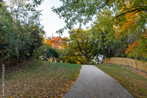 An old oat tree sits ontop of a hill with a paved public walking trail leads up the hill.