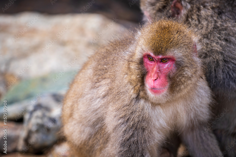 Japanese macaques. Snow monkey in Nagano Japan. Japanese macaques. Snow monkey in Nagano Japan.