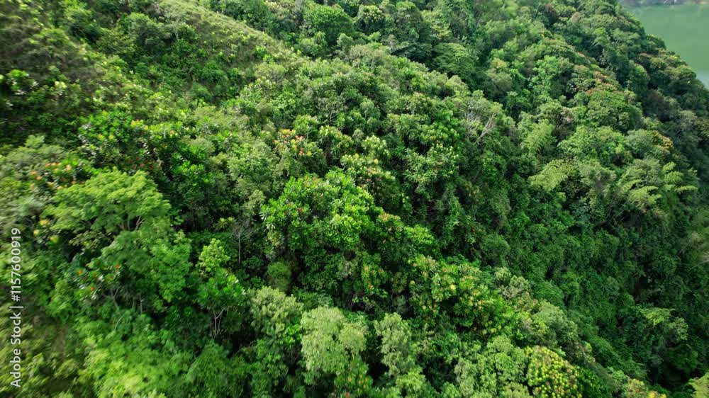 Aerial View of Tropical Forest and River - Norcasia, Colombia Aerial View of Tropical Forest and River - Norcasia, Colombia