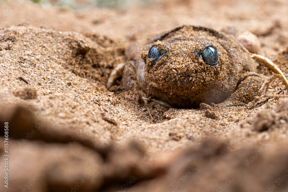 Common spadefoot toad camouflaged in sandy habitat Common spadefoot toad camouflaged in sandy habitat