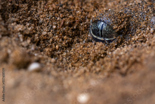 Close-up of a common spadefoot toad eye hidden in sand