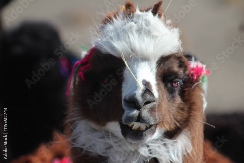 lhamas no altiplano boliviano photo