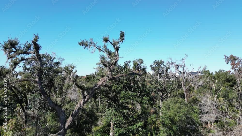 Drone showing Tallahassee Florida skyline with blue sky, then descending into the trees Drone showing Tallahassee Florida skyline with blue sky, then descending into the trees