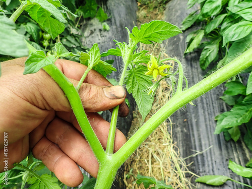 Prune the water shoots that grow between the stems and twigs of the tomato plant, man takes care of vegetables in the garden, forms bushes,tomatoes shoots and tall tomato bushes, pruning tomato shoots photo