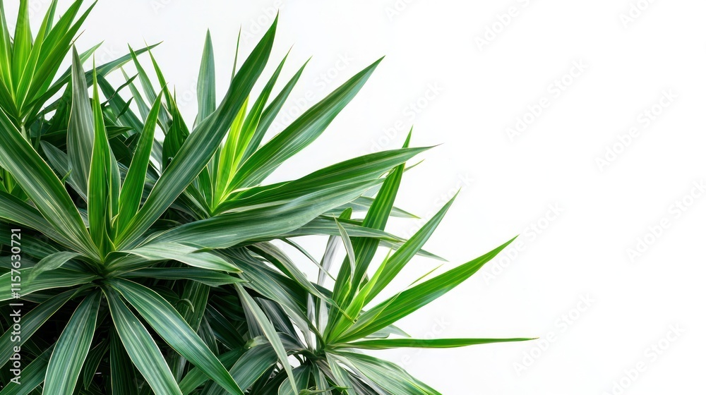 Fototapeta premium Lush Green Tropical Plant Leaves Isolated on White Background