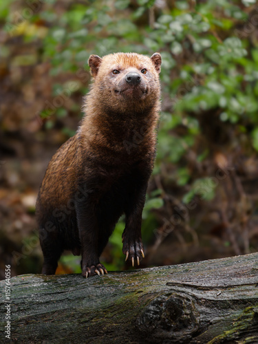 Portrait of Bush dog in zoo
