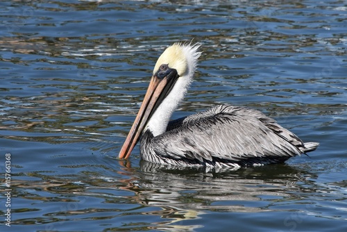 brown pelican bird in the water