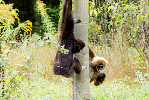 lar gibbon white-handed gibbon, an endangered primate in the gibbon family photo