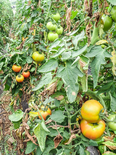 Manifestations of late blight on tomato leaves. Fungal disease of tomatoes., Tomato leaf rot, late blight (Phytophthora infestans) oomycete or water mold, a fungus-like microorganism that causes. photo