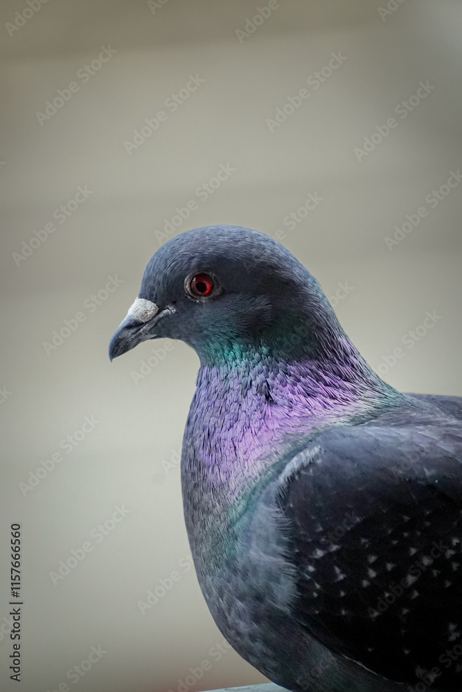 Close up of a Domestic pigeon (Columba livia domestica) with bright blue and purple shiny feathers, Lugano, Switzerland Close up of a Domestic pigeon (Columba livia domestica) with bright blue and purple shiny feathers, Lugano, Switzerland