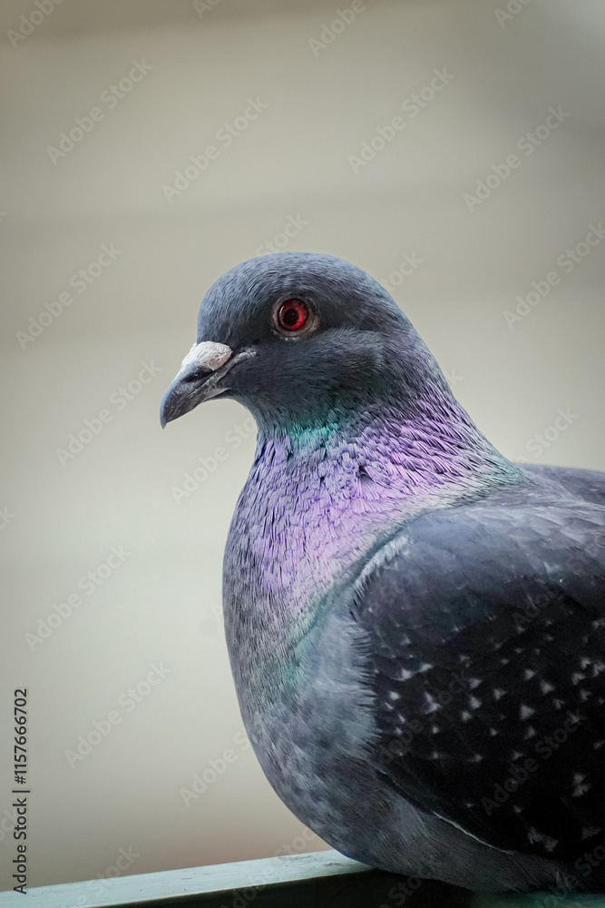 Close up of a Domestic pigeon (Columba livia domestica) looking at you from the side, vertical, Lugano, Switzerland Close up of a Domestic pigeon (Columba livia domestica) looking at you from the side, vertical, Lugano, Switzerland