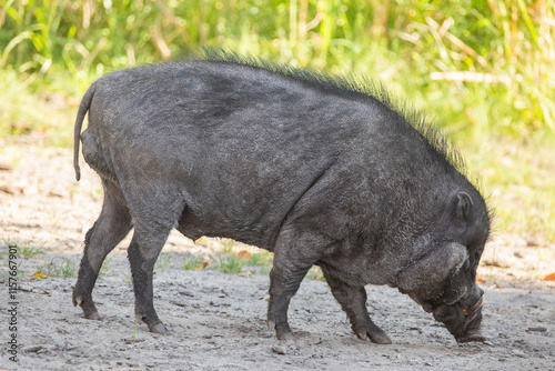 Big adult boar of Visayan warty pig Sus cebifrons photo