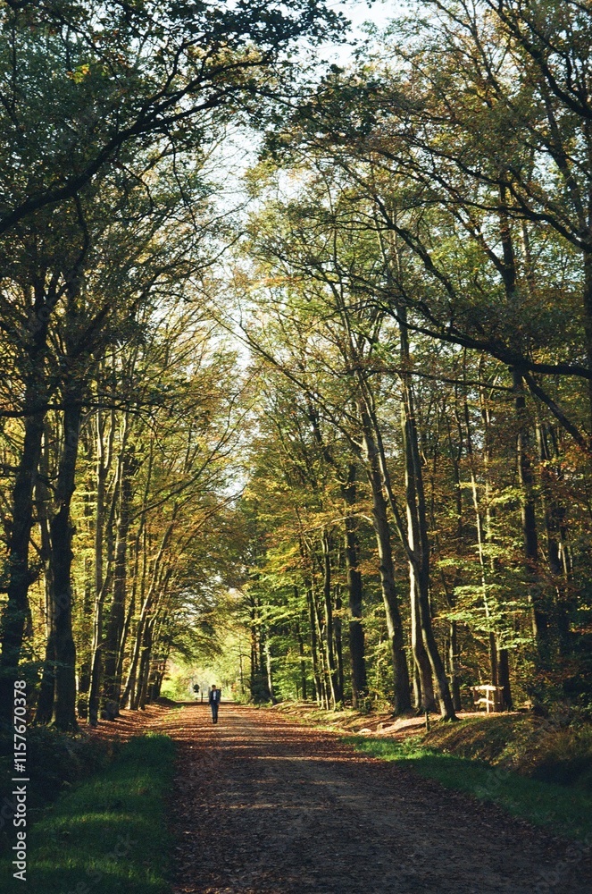 Naklejka premium autumn in the forest