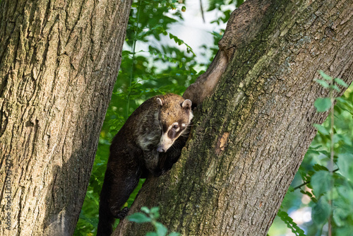 South American Coati, or Ring-tailed Coati Nasua nasua photo