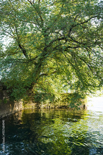 Big green leaf tree growing on a stone wall and hanging over a lake making beautiful reflections and waves in the water in Parco Ciani, Lugano, Switzerland