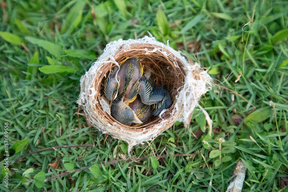 small bird's nest with yellow-throated chicks small bird's nest with yellow-throated chicks