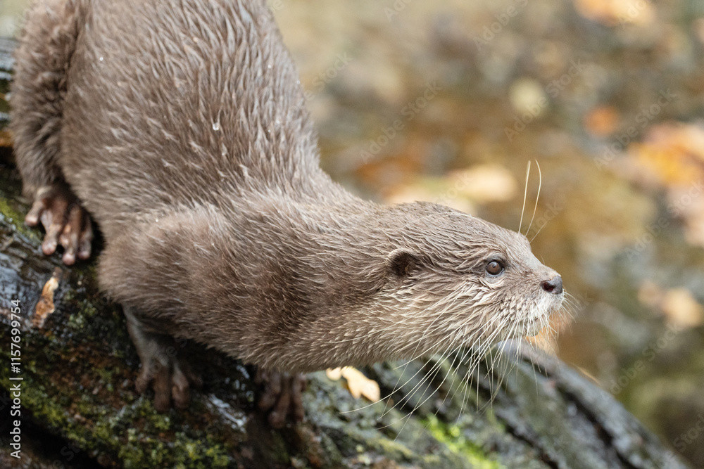 Asian small clawed otter Amblonyx cinerea, small clawed otter Asian small clawed otter Amblonyx cinerea, small clawed otter