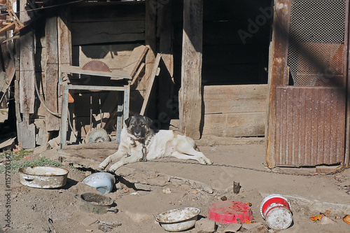 Chained dog and dirty pet bowls