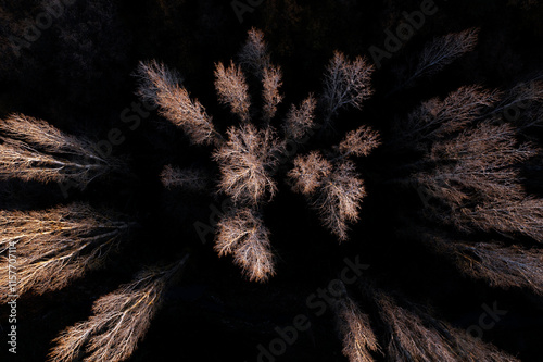 Aerial view of bare trees in a dark forest during autumn photo