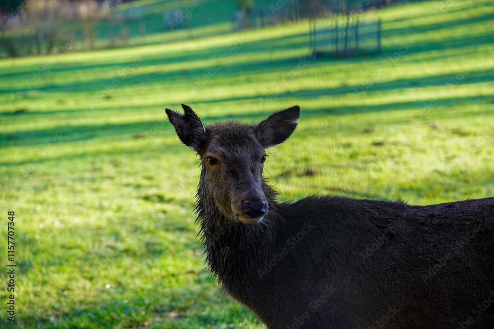 Fototapeta premium A deer is standing on a sunlit grassy field, looking attentively at the camera