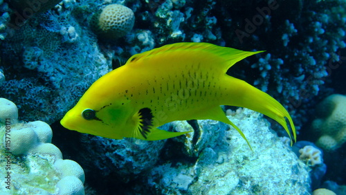 Slingjaw wrasse (Epibulus insidiator) female undersea, Red Sea, Egypt, Sharm El Sheikh, Montazah Bay photo