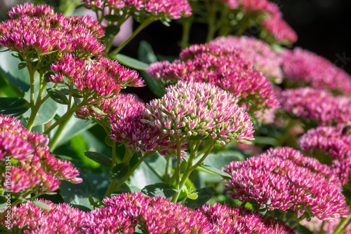 Foto Hylotelephium sedum spectabile autumnal purple flowering ornamental plant, beaut