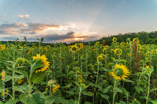 Fototapeta Naklejka Na Ścianę i Meble -  sunrise over sunflower field cincinnati ohio