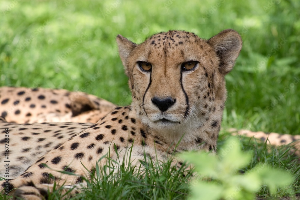 cheetah in the grass cheetah in the grass