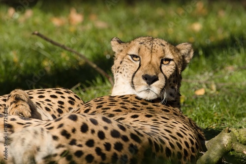 cheetah in the grass