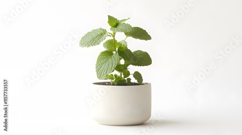 A small mint plant in a simple, off-white cylindrical pot, set against a clean white background. The vibrant green leaves are in focus, creating a fresh, minimalist image. photo