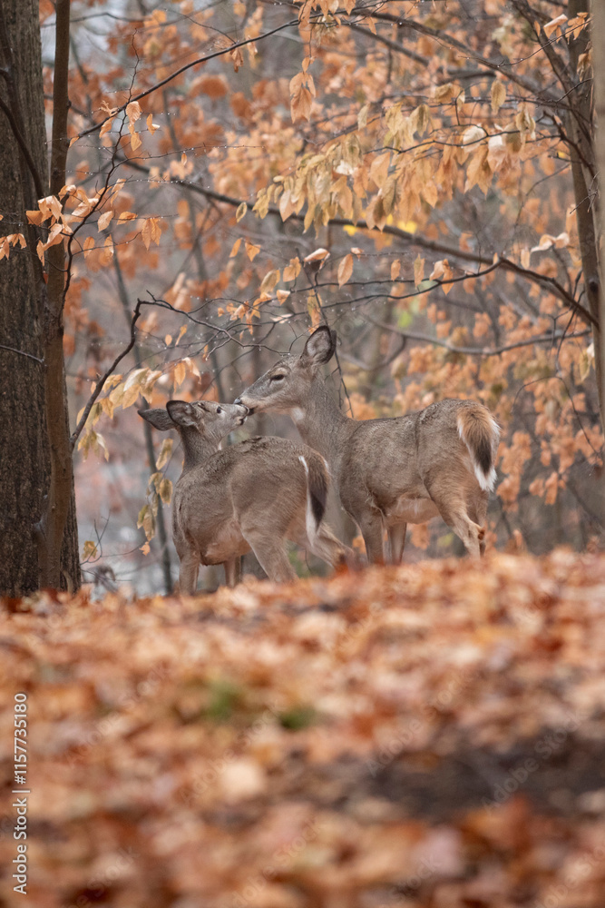 Two White-tailed deer, most likely mother and child stand close to one another in a beautiful autumn forest in New Jersey.
