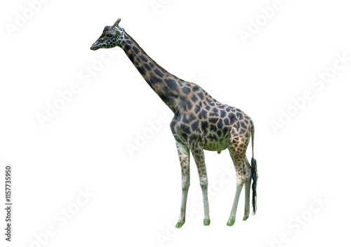 Giraffe isolated on white background. Wild animal cut out with copy space