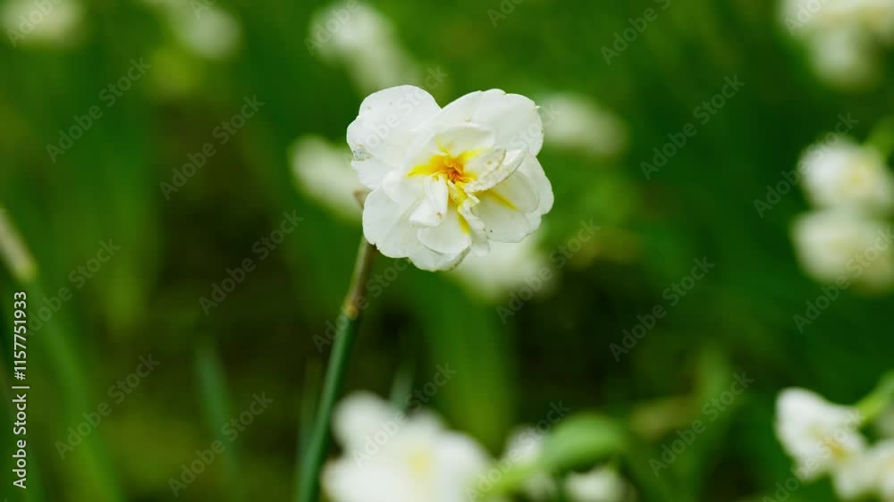 Close-up of white daffodil flower with yellow center in a green garden. Springtime nature photography Close-up of white daffodil flower with yellow center in a green garden. Springtime nature photography