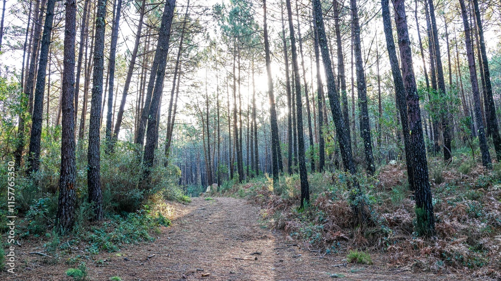 Fototapeta premium beautiful autumn forest with trees and plants