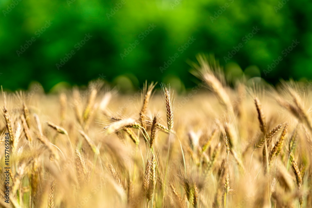 Fototapeta premium Kłos