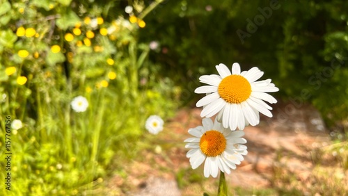 Daisies in the summer sun.