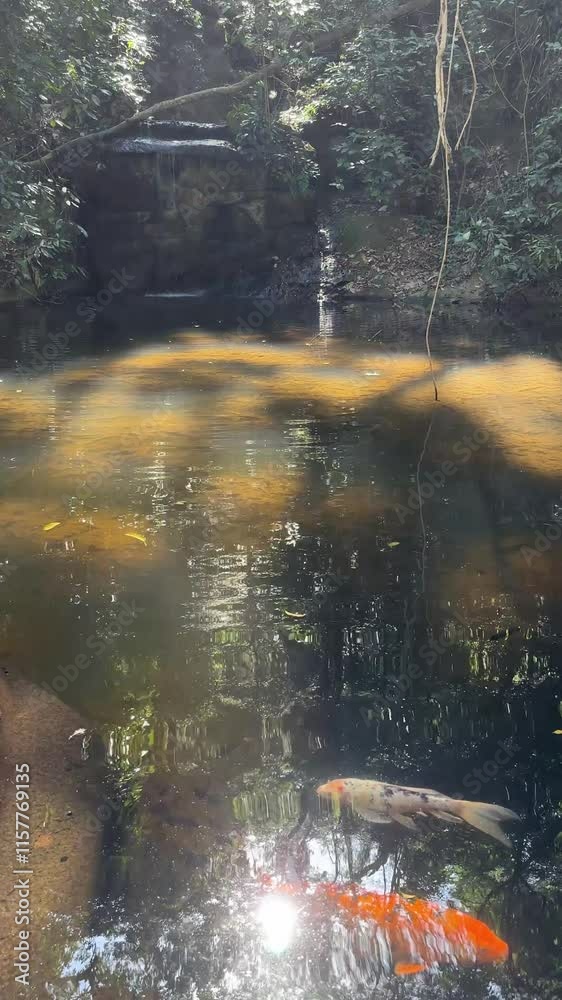 Koi fish in a pond in a tropical park with a waterfall on the background in Parque Lage, Rio de Janeiro, Brazil
