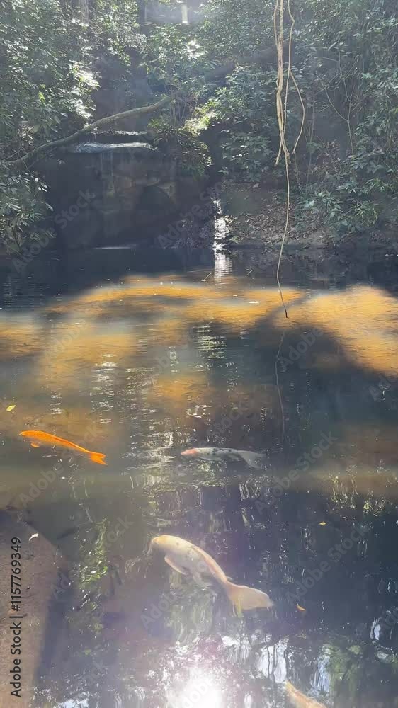 Koi fish in a pond in a tropical park with a waterfall on the background in Parque Lage, Rio de Janeiro, Brazil