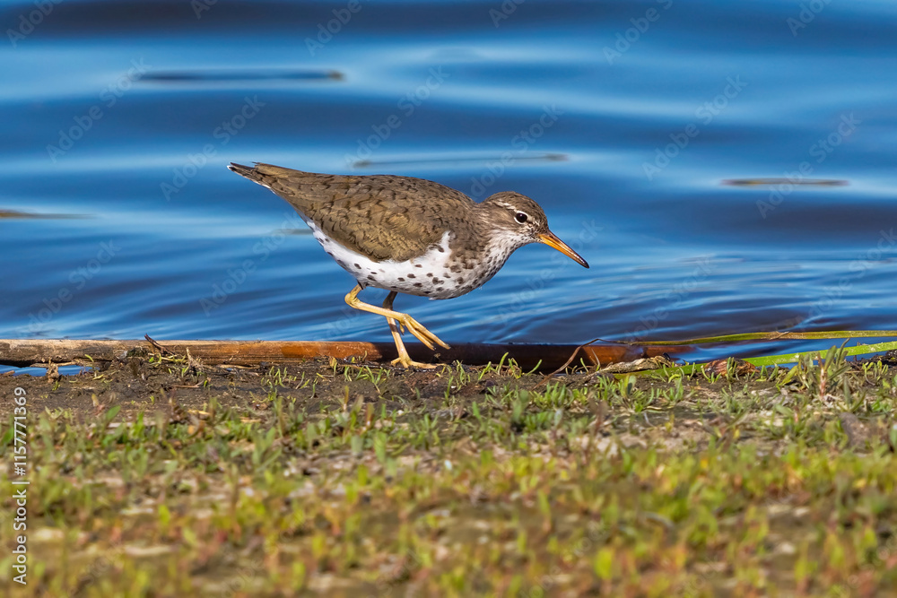 A full body closeup of a Spotted Sandpiper bird strolling by the lakeshore on a sunny Spring Day in Colorado. A full body closeup of a Spotted Sandpiper bird strolling by the lakeshore on a sunny Spring Day in Colorado.