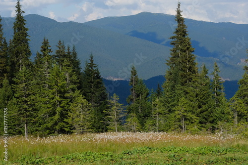 Tall green pine trees against the backdrop of foggy mountains.